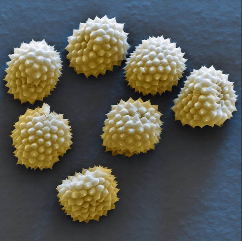 Pollen under a microscope