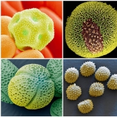 Pollen under a microscope Pollen under a microscope