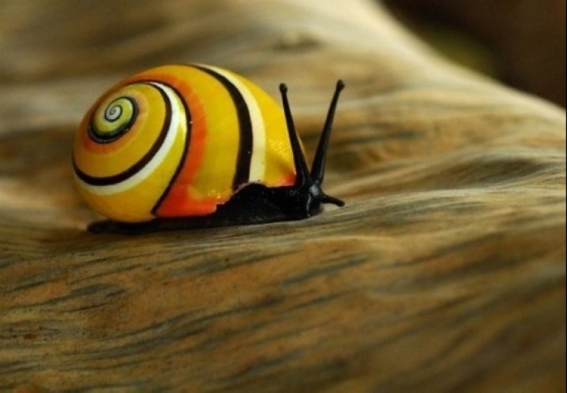Polymites - unique painted snails of Cuba Polymites - unique painted snails of Cuba