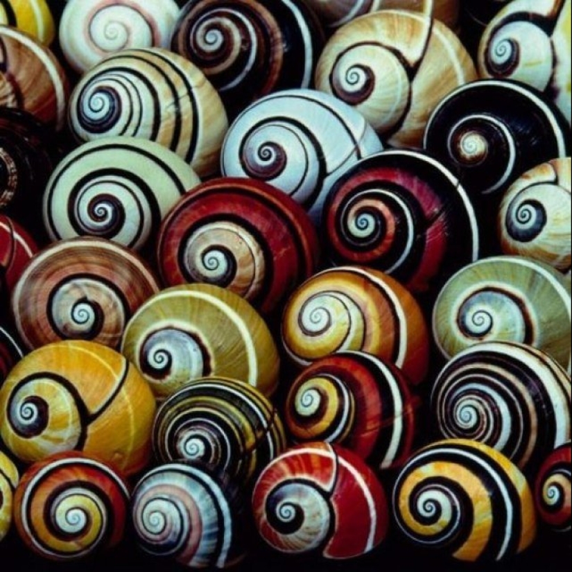 Polymites - unique painted snails of Cuba Polymites - unique painted snails of Cuba