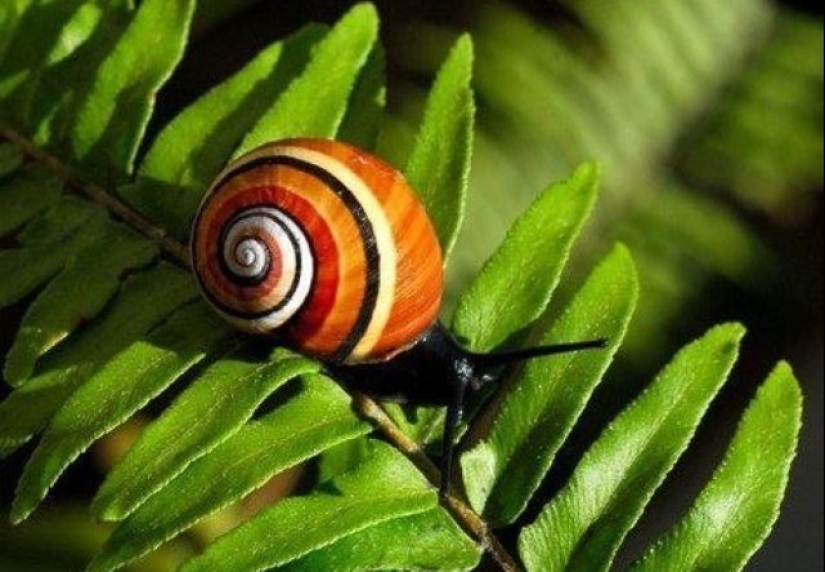 Polymites - unique painted snails of Cuba Polymites - unique painted snails of Cuba