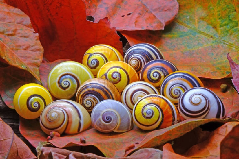 Polymites - unique painted snails of Cuba Polymites - unique painted snails of Cuba