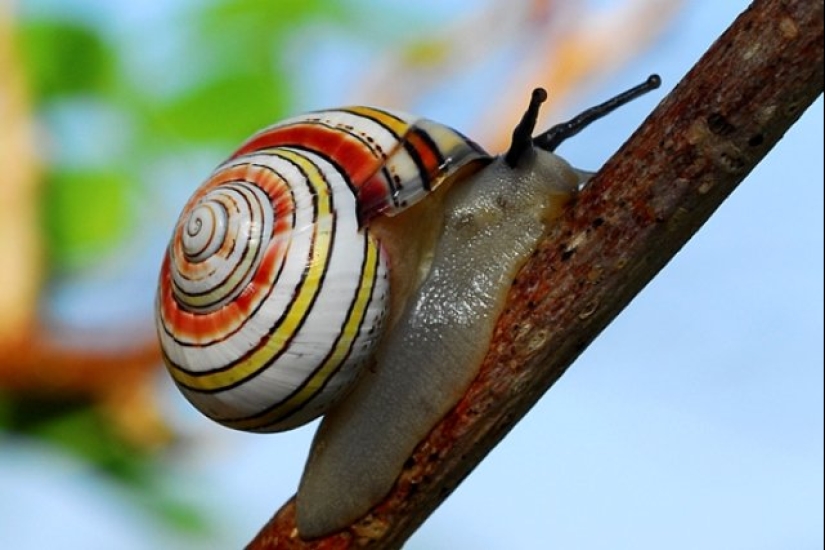Polymites - unique painted snails of Cuba Polymites - unique painted snails of Cuba