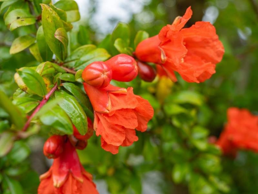 Pomegranate: From Ancient Symbol to 21st-Century Superfood