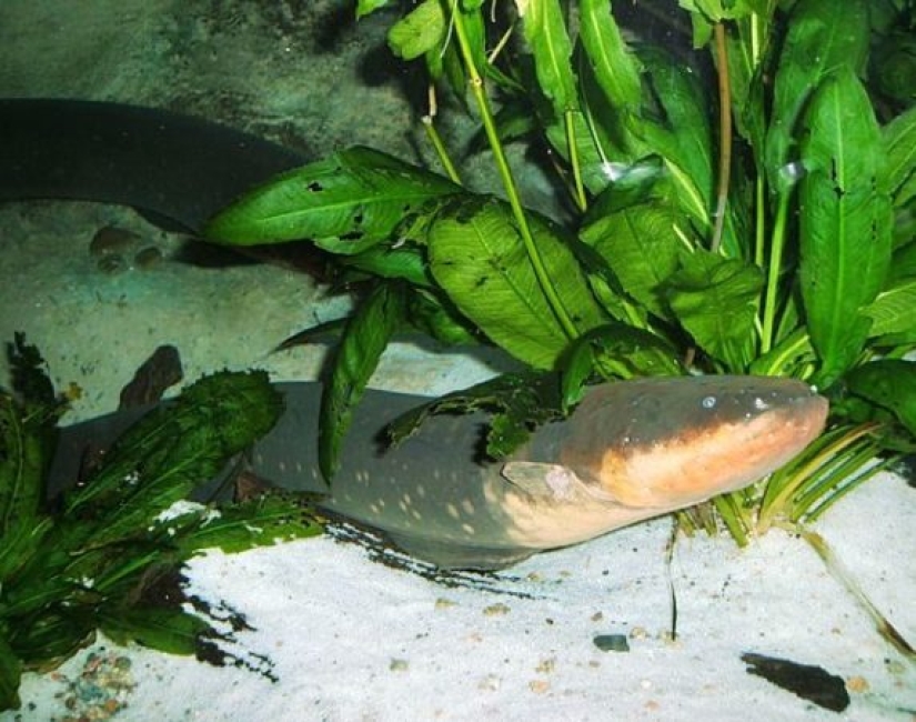 Ponte a prueba: preguntas interesantes acerca de los animales con respuestas