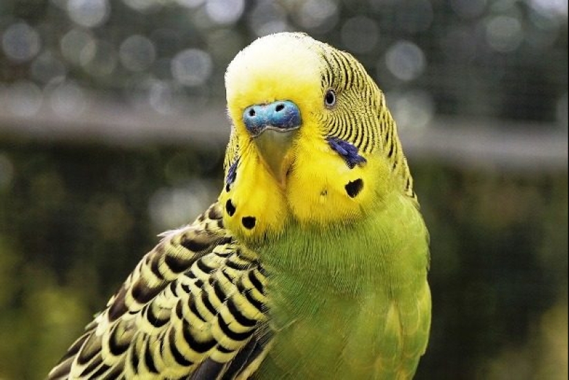 Ponte a prueba: preguntas interesantes acerca de los animales con respuestas