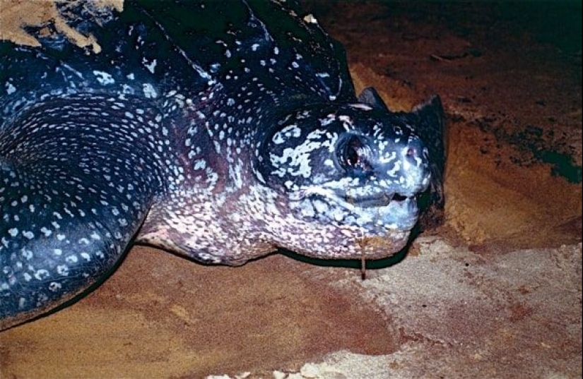 Ponte a prueba: preguntas interesantes acerca de los animales con respuestas