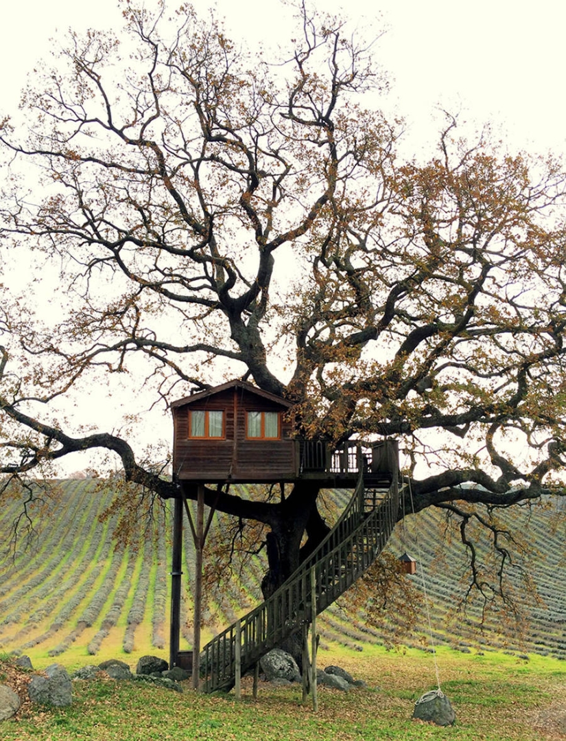 Por esta casa en el árbol renunciarás a todo y te mudarás a la Toscana Por esta casa en el árbol renunciarás a todo y te mudarás a la Toscana