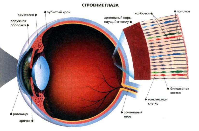¿Por qué con mis ojos cerrados se pueden ver patrones