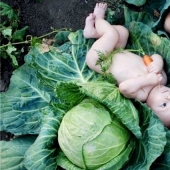 Por qué dicen que los niños "se encuentran en el repollo" Por qué dicen que los niños "se encuentran en el repollo"