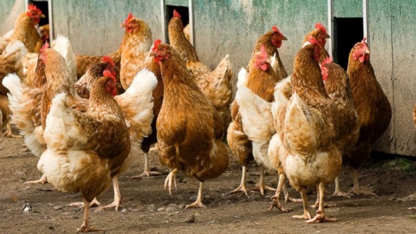 ¿Por qué es mejor comprar en blanco y no marrón huevos
