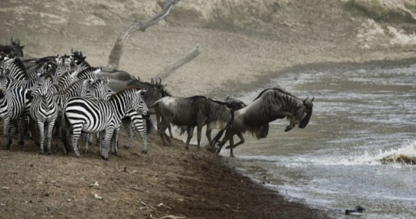 ¿Por qué África es el río Mara anualmente mata a miles de animales ¿Por qué África es el río Mara anualmente mata a miles de animales