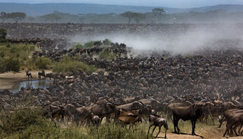 ¿Por qué África es el río Mara anualmente mata a miles de animales ¿Por qué África es el río Mara anualmente mata a miles de animales