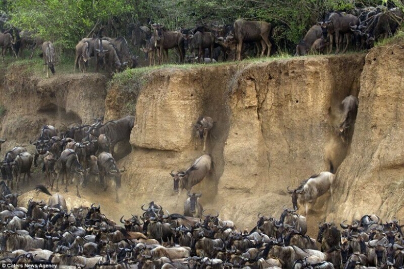 ¿Por qué África es el río Mara anualmente mata a miles de animales ¿Por qué África es el río Mara anualmente mata a miles de animales