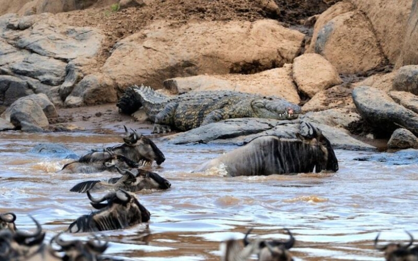 ¿Por qué África es el río Mara anualmente mata a miles de animales ¿Por qué África es el río Mara anualmente mata a miles de animales