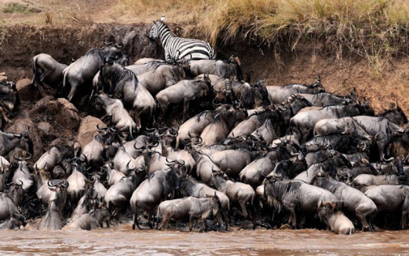 ¿Por qué África es el río Mara anualmente mata a miles de animales ¿Por qué África es el río Mara anualmente mata a miles de animales