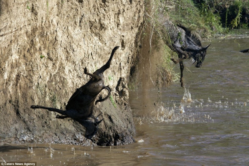 ¿Por qué África es el río Mara anualmente mata a miles de animales ¿Por qué África es el río Mara anualmente mata a miles de animales