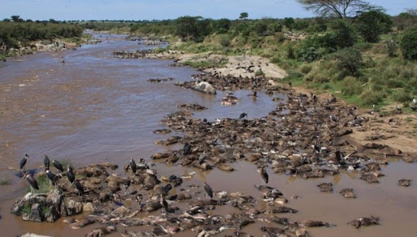 ¿Por qué África es el río Mara anualmente mata a miles de animales ¿Por qué África es el río Mara anualmente mata a miles de animales