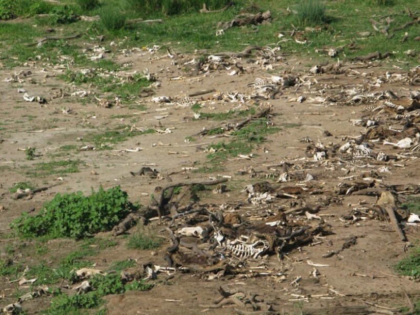 ¿Por qué África es el río Mara anualmente mata a miles de animales ¿Por qué África es el río Mara anualmente mata a miles de animales