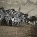 ¿Por qué África es el río Mara anualmente mata a miles de animales ¿Por qué África es el río Mara anualmente mata a miles de animales
