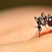 Por qué la humanidad no puede deshacerse de los mosquitos Por qué la humanidad no puede deshacerse de los mosquitos