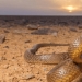 Por qué la serpiente más venenosa del planeta nunca ha matado a nadie Por qué la serpiente más venenosa del planeta nunca ha matado a nadie