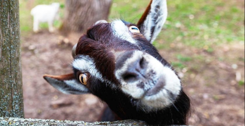 ¿Por qué las cabras tienen pupilas rectangulares?