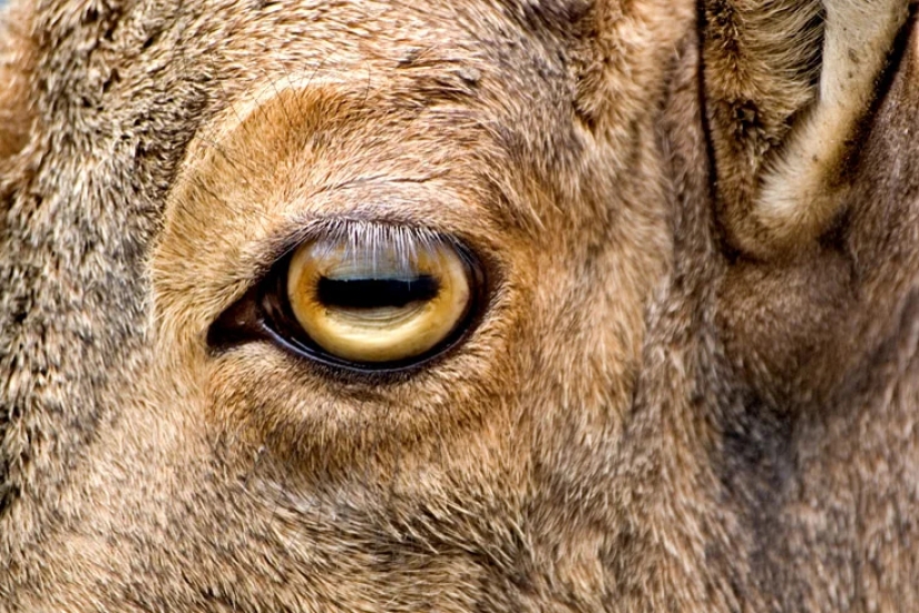 ¿Por qué las cabras tienen pupilas rectangulares?