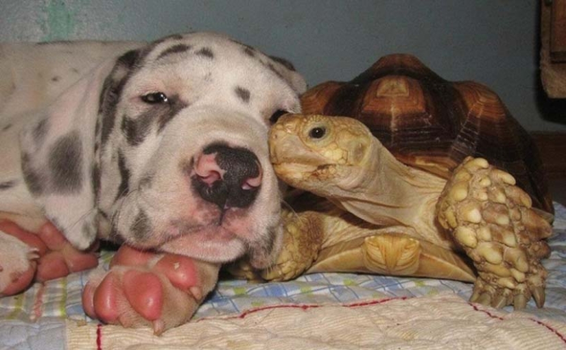 Por qué las tortugas son mejores que los gatos
