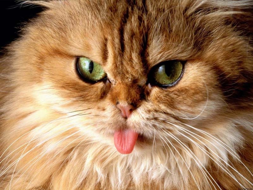 Por qué las tortugas son mejores que los gatos