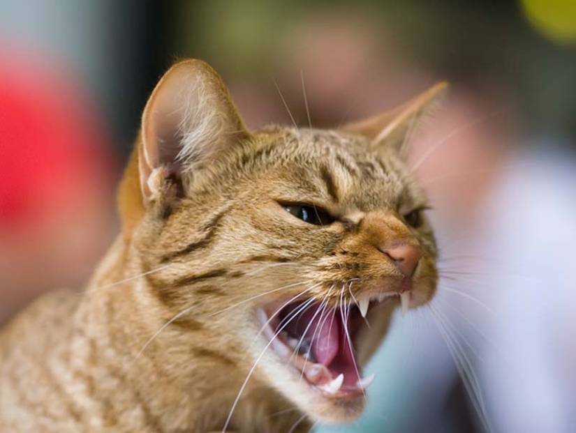 Por qué las tortugas son mejores que los gatos
