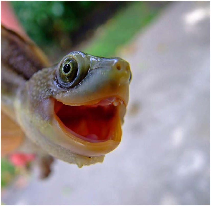 Por qué las tortugas son mejores que los gatos