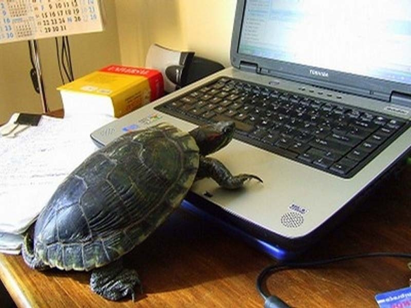 Por qué las tortugas son mejores que los gatos
