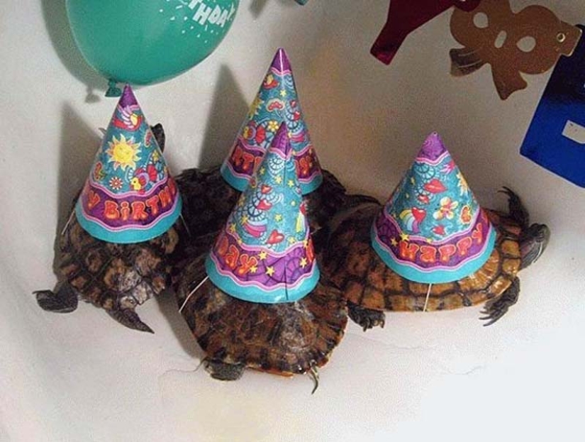 Por qué las tortugas son mejores que los gatos