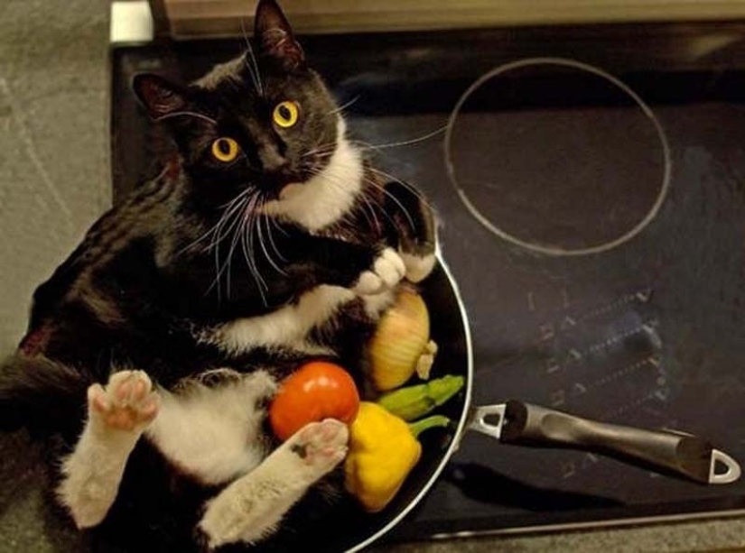 Por qué las tortugas son mejores que los gatos