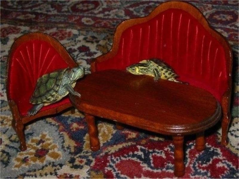 Por qué las tortugas son mejores que los gatos