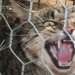 Por qué los australianos necesitan una "gran muralla" contra los gatos Por qué los australianos necesitan una "gran muralla" contra los gatos