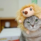 Por qué los erizos son mejores que los gatos