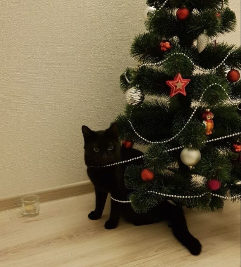 Por qué los gatos se sienten tan atraídos por los árboles de Navidad?