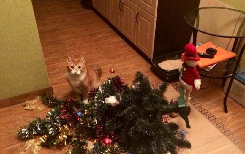 Por qué los gatos se sienten tan atraídos por los árboles de Navidad?