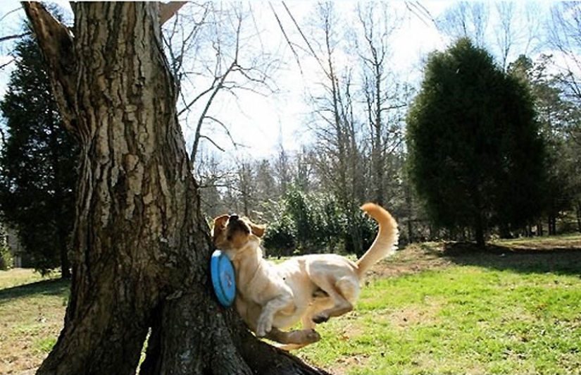 Por qué los gatos son mejores que los perros
