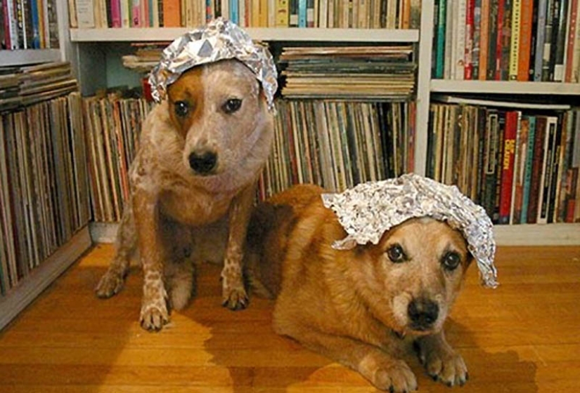Por qué los gatos son mejores que los perros