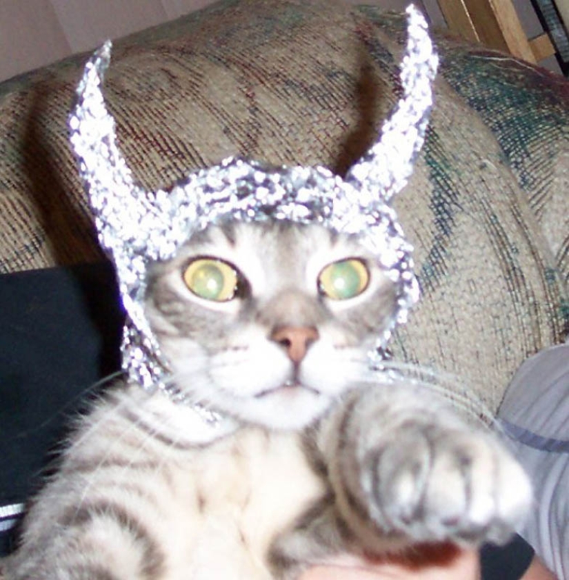Por qué los gatos son mejores que los perros