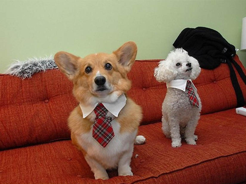 Por qué los gatos son mejores que los perros