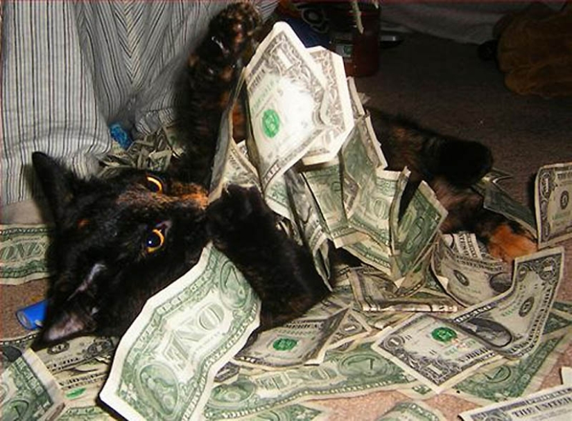Por qué los gatos son mejores que los perros