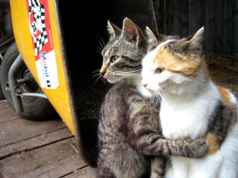 Por qué los gatos son mejores que los perros