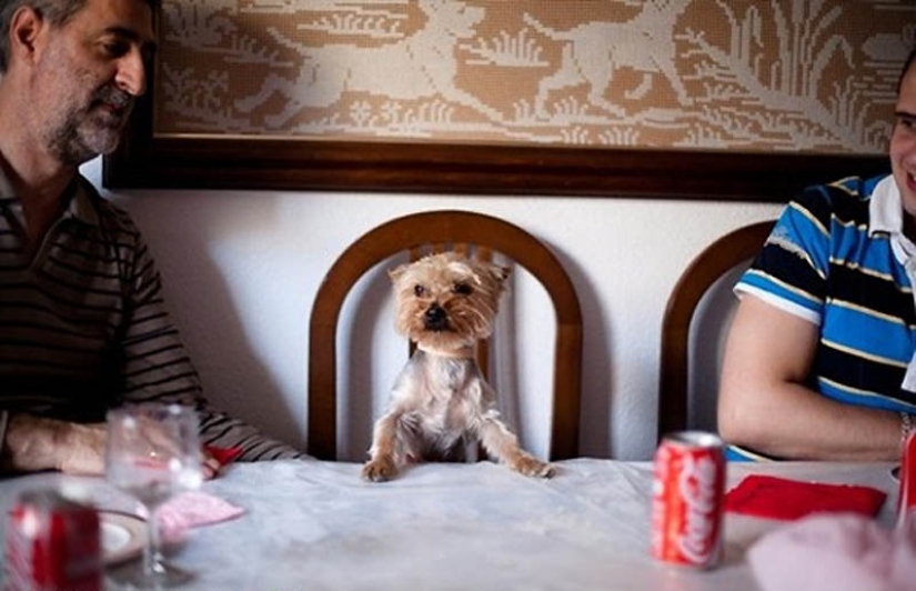 Por qué los gatos son mejores que los perros