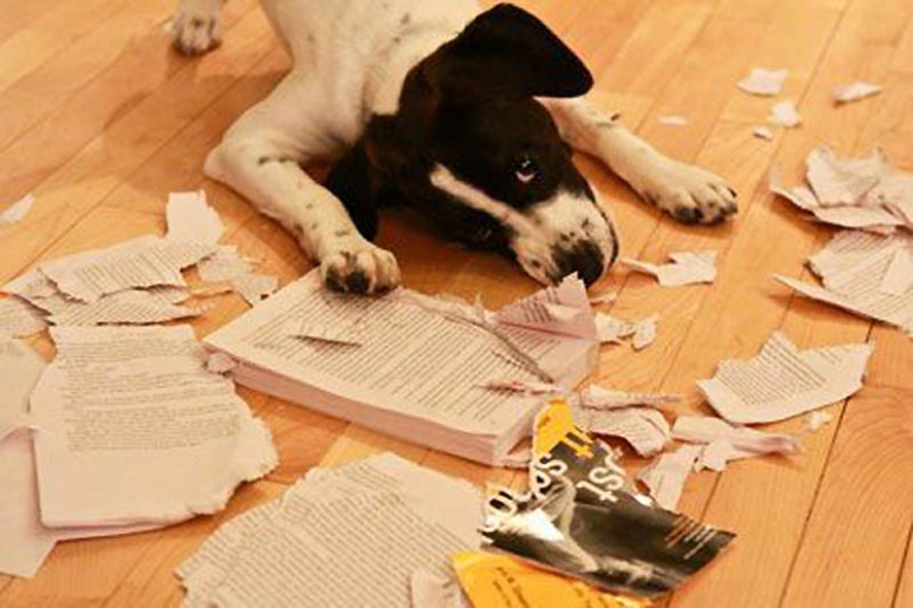 Por qué los gatos son mejores que los perros
