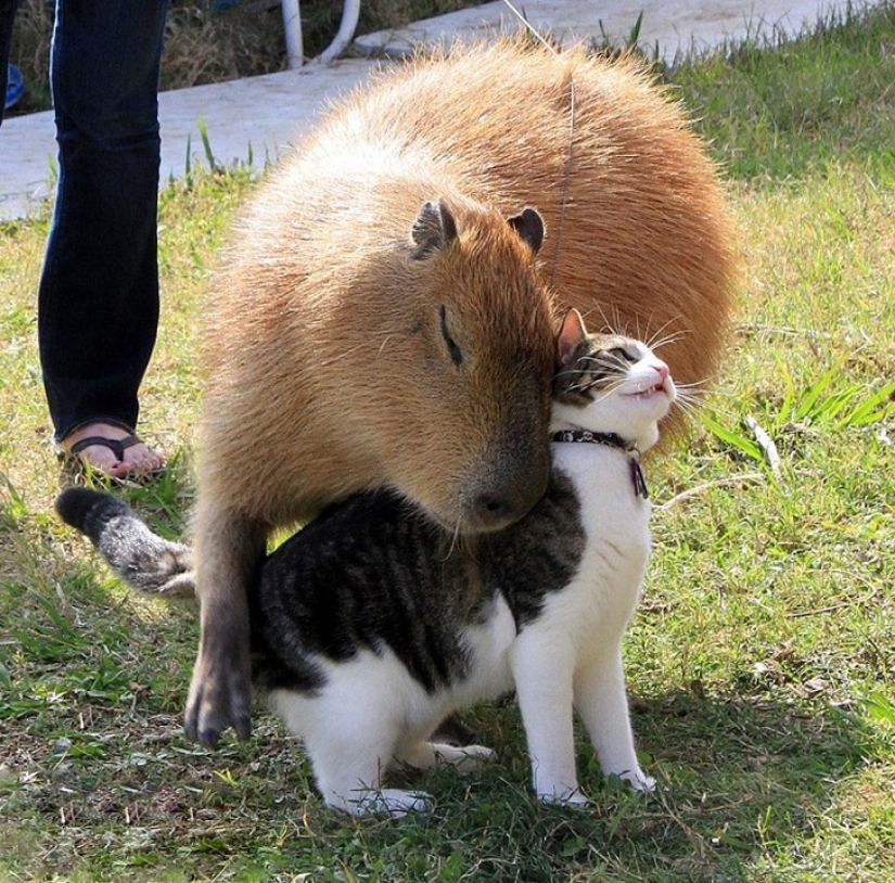 ¿Por qué todos los animales el amor capibaras