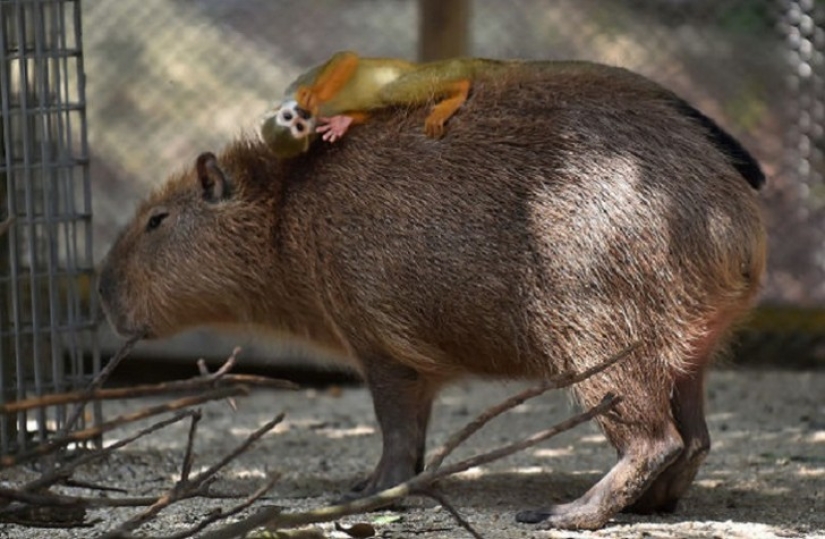¿Por qué todos los animales el amor capibaras